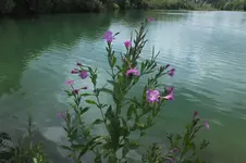 grün.webp