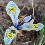 Zwerg-Iris 'Katherine Hodgkin'.JPG