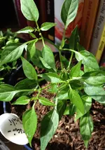 ChiliBonsai.webp