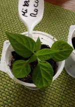MiniRocoto 1.webp