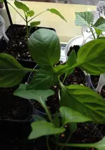 Paprika.webp