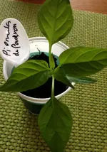 Piementa de Padron.webp