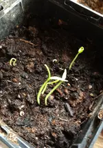Rocoto BigApple.webp