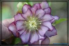 comp_DSC02819.webp