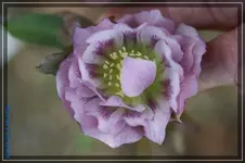 H.Double Ellen Picotee.webp