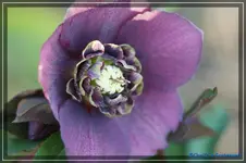 H.Lila Anemone.webp