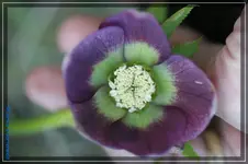 H.o.Lila mit grünem Innenkranz.webp
