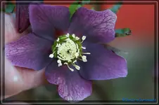 H.Red Lady.webp