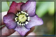 H.o.Roter Januar.webp