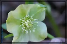 H.Yellow Lady.webp