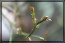 comp_DSC02849.webp