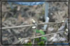 comp_DSC02854.webp