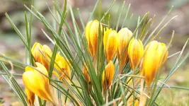 Krokusse 150301.webp