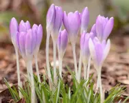 Krokusse_lila 150301.webp