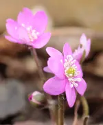 Leberbluemchen 150301.webp