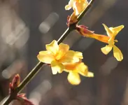 Winterjasmin 150301.webp