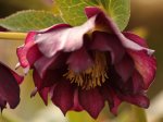 Helleborus 150308_rot.jpg