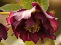 Helleborus 150308_rot.webp