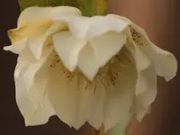 Helleborus 150308_weiss.webp
