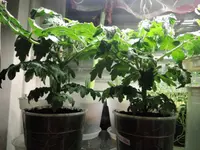 DSCN4412.2.webp
