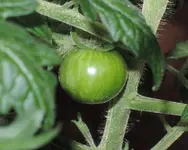 DSCN4418.2.webp