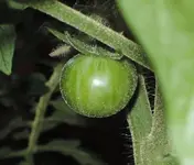 DSCN4419.2.webp