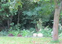 schattenseptember2.webp