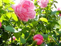 DSCN0647.webp