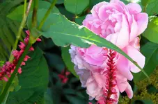 DSCN3800.webp