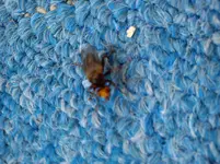 Pullover 03-2015 011.webp
