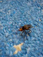 Pullover 03-2015 013.webp