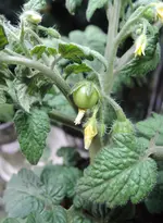 DSCN4454.2.webp