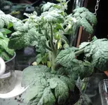 DSCN4457.2.webp