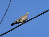 P1280893.webp