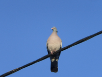 P1280897.webp
