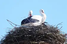 DSCF0373.webp