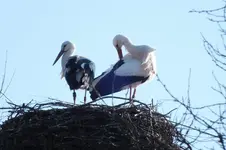 DSCF0384.webp
