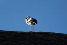 DSCF0388.webp