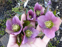 P1280760.webp