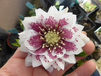 P1280837.webp