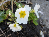 P1280773.webp