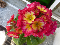 P1280842.webp