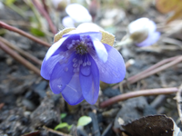 P1280854.webp