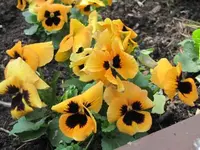 008.webp