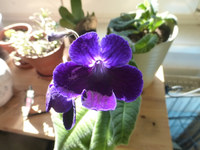 P1280843.webp