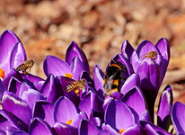 Wildbienen_Hummeln_Krokus_lila_700.webp