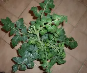13.webp
