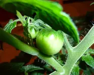 14.webp