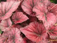 037.webp