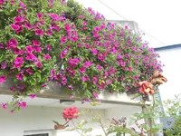 DSCN1852.webp